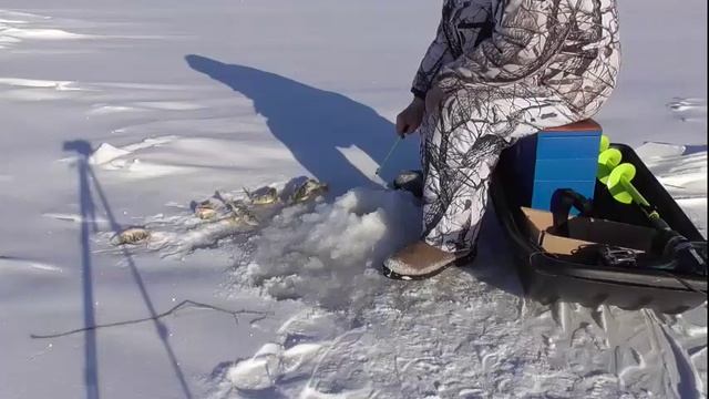 Ловля окуня 22.11.16 1-я лунка. смотреть онлайн