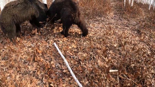Началось движение берёзового сока. смотреть онлайн