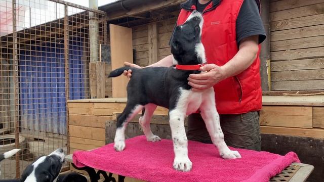 +79157787787.Чара(Мик*Шейла),2.5 мес,10.02.2025 д.р.БУЛЬДОЗЕРА,ТОПА?