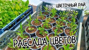 Мой маленький садовый цветочный рай! Выращиваем разные цветы в теплице! Будет красивое озеленение!