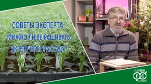 УКРОП ЧЕРЕЗ РАССАДУ?