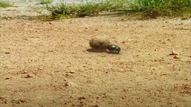 Букашки ТВ - Бой жуков-навозников смотреть онлайн