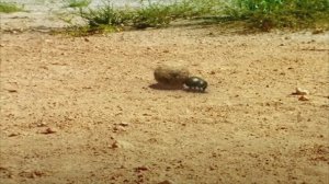 Букашки ТВ - Бой жуков-навозников