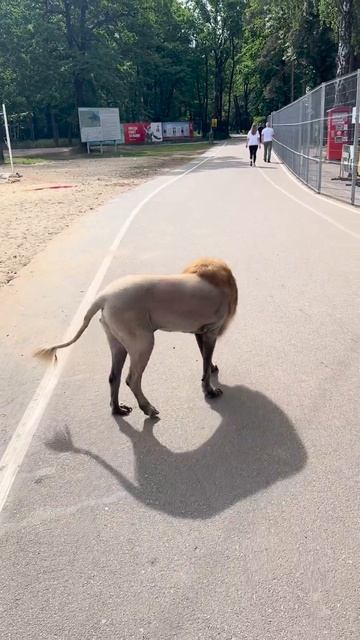 Че за лев этот тигр...
Дворняжка стала новой звездой. Кто-то решил позаботиться о животном. смотреть онлайн