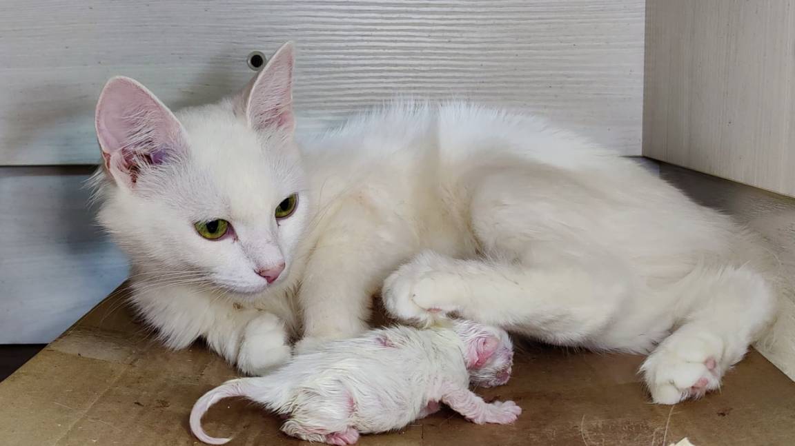 Мама-кошка, не уходи. Новорожденный котенок. Маленький котенок. смотреть онлайн