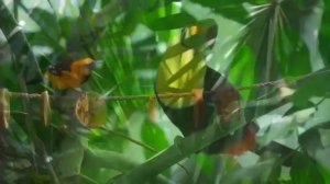 Самые красочные животные в  потрясающем 4K HDR расслабьтесь под звуки природы