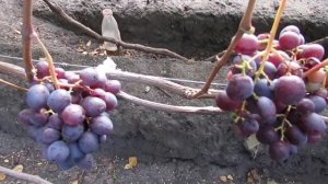 18 августа 2024 года. Виноград Ромина (Бурдак А.В.) на учас?