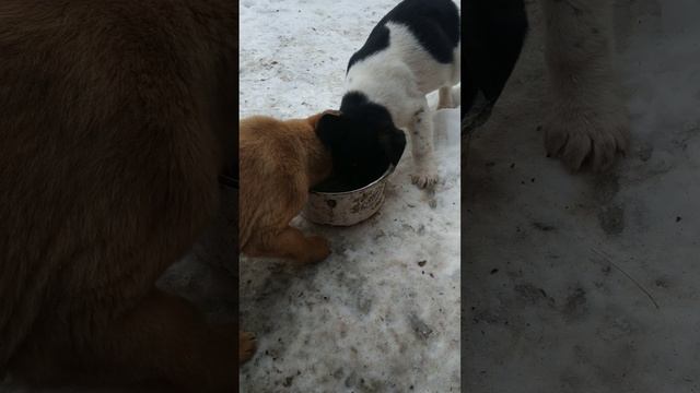 Собаки✨П'ють тепле свіже коров'яче молоко💥Холодно? смотреть онлайн