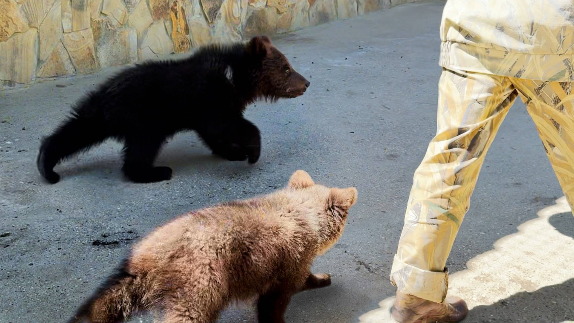 Топа и Кнопа бегут со всех лап - ведь каша вкуснее у соседа! Медвежата растут как на дрожжах! смотреть онлайн