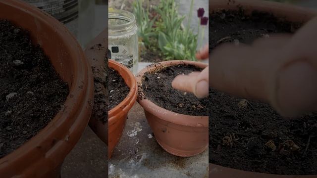 Посадка фасоли китайской смотреть онлайн