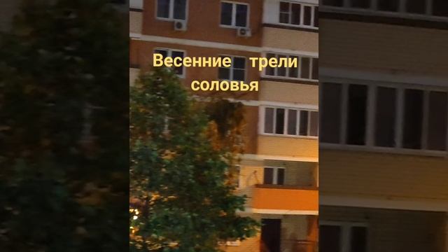 Ночной концерт соловьиные трели. смотреть онлайн