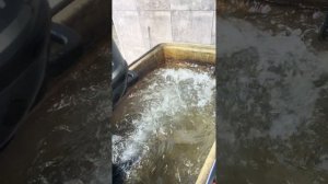 РАБОТА ЛОДОЧНОГО МОТОРА YAMAHA F 6, 2018 г