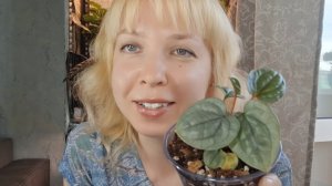 Моя новиночка антуриум Люксурианс, разделение и пересадка