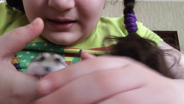 У меня появился хомяк 🐹 смотреть онлайн