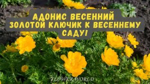 Адонис Весенний - Золотой ключик к весеннему саду!