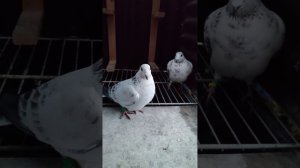 #голуби Вальтера, #спортивные голуби Вальтера, Пара но?