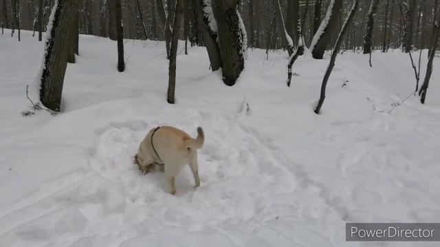 Лесная добыча. Пробуем отнять!Forest Mining. Try To Take It Away!