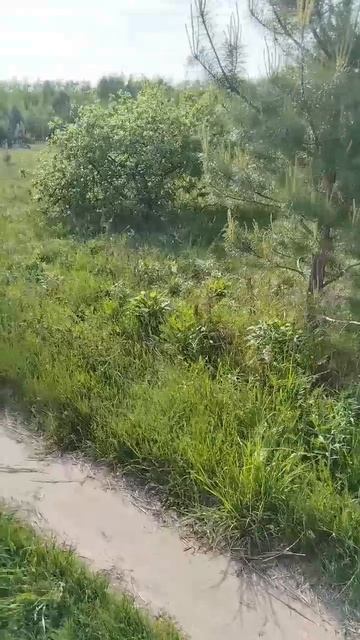 Поляна смотреть онлайн