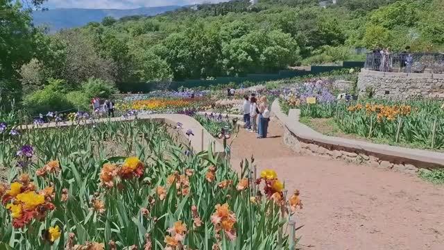 КРЫМ🌴Карнавал Ирисов,Никитский Ботанический Сад .Утро в Санатории Пушкино Гурзуф. смотреть онлайн