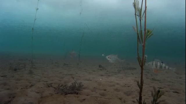 Подводное видео. 22 февраля 2017 года. смотреть онлайн