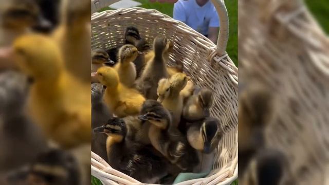 Влог жизнь на Кубани Петровчанка Лера #garden #gardenlife #дача смотреть онлайн