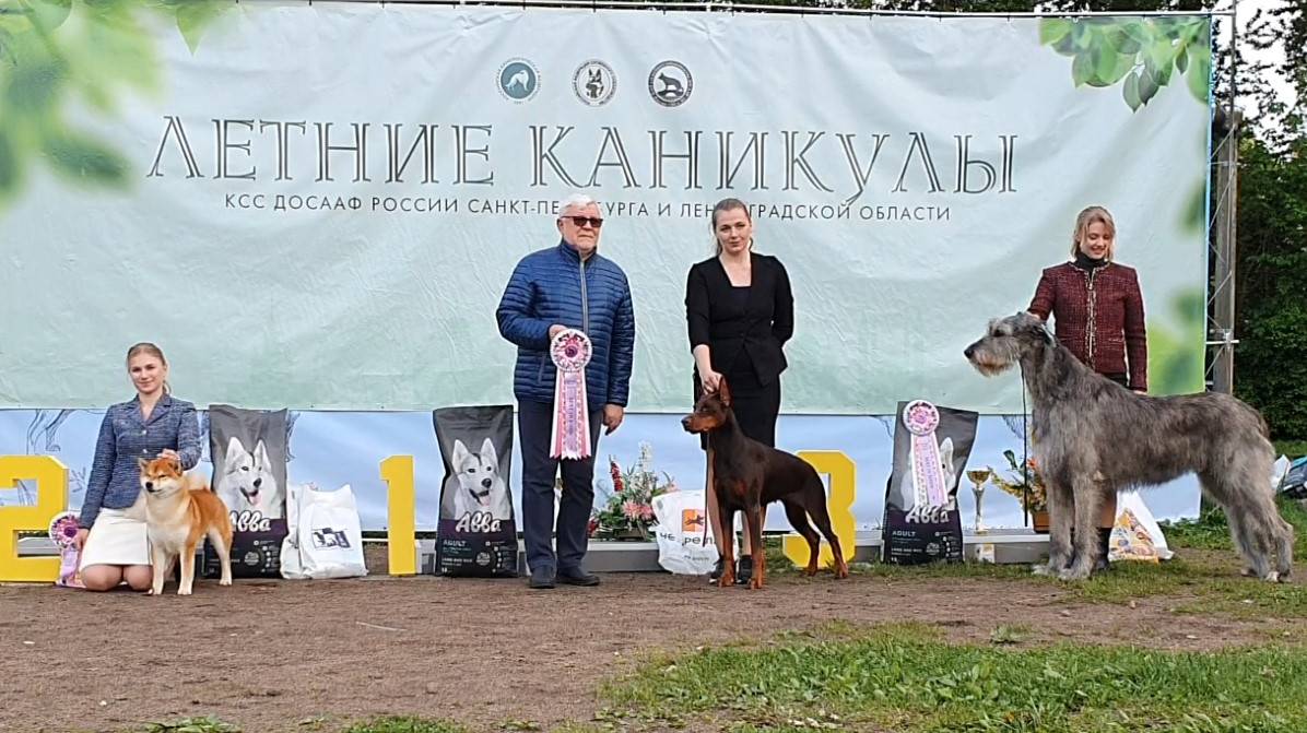 25.05.2025, СПб. Клуб "КСС ДОСААФ-2" (РКФ, РФСС). Выставка собак "ЛЕТНИЕ КАНИКУЛЫ" (САС, ЧРКФ) смотреть онлайн