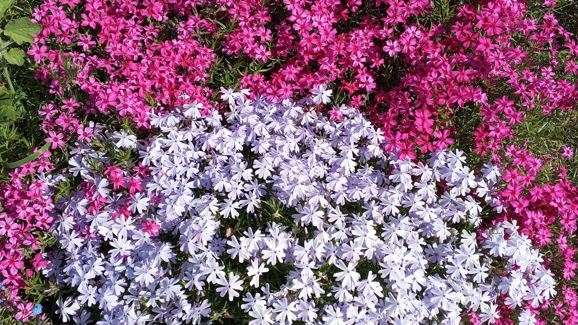 Цветочный ковер из флокса шиловидного смотреть онлайн