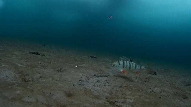 Подводное видео перед крещением. смотреть онлайн