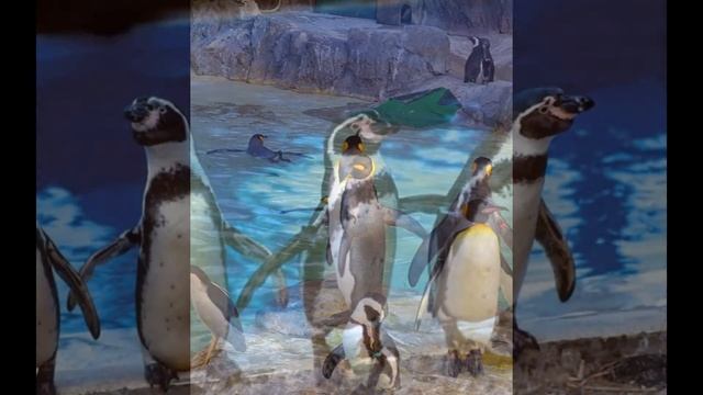 Милые пингвины | Cute penguins смотреть онлайн