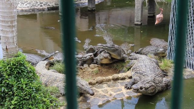 Маврикий. Парк Ваниль. Обед крокодилов. смотреть онлайн