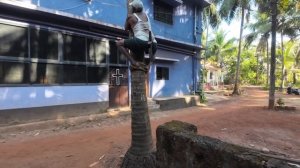 Сбор кокосов на ГОА