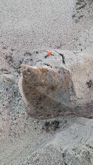 рыбный дуплет смотреть онлайн