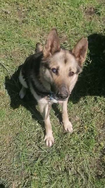 Старотипная немка! Вспомнили команды общего курса! смотреть онлайн