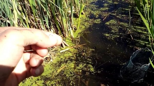 28 МАЯ КЛЮЁТ ЛЕЩЬ И ЛИНЬ С ПЛОТВОЙ