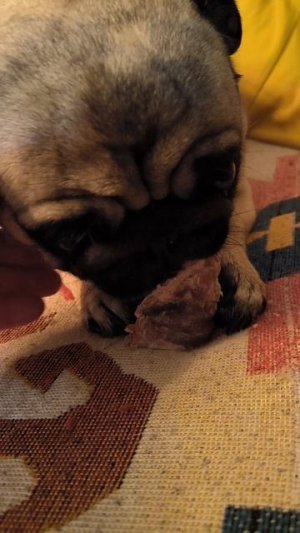 Трахеевый рыкинг