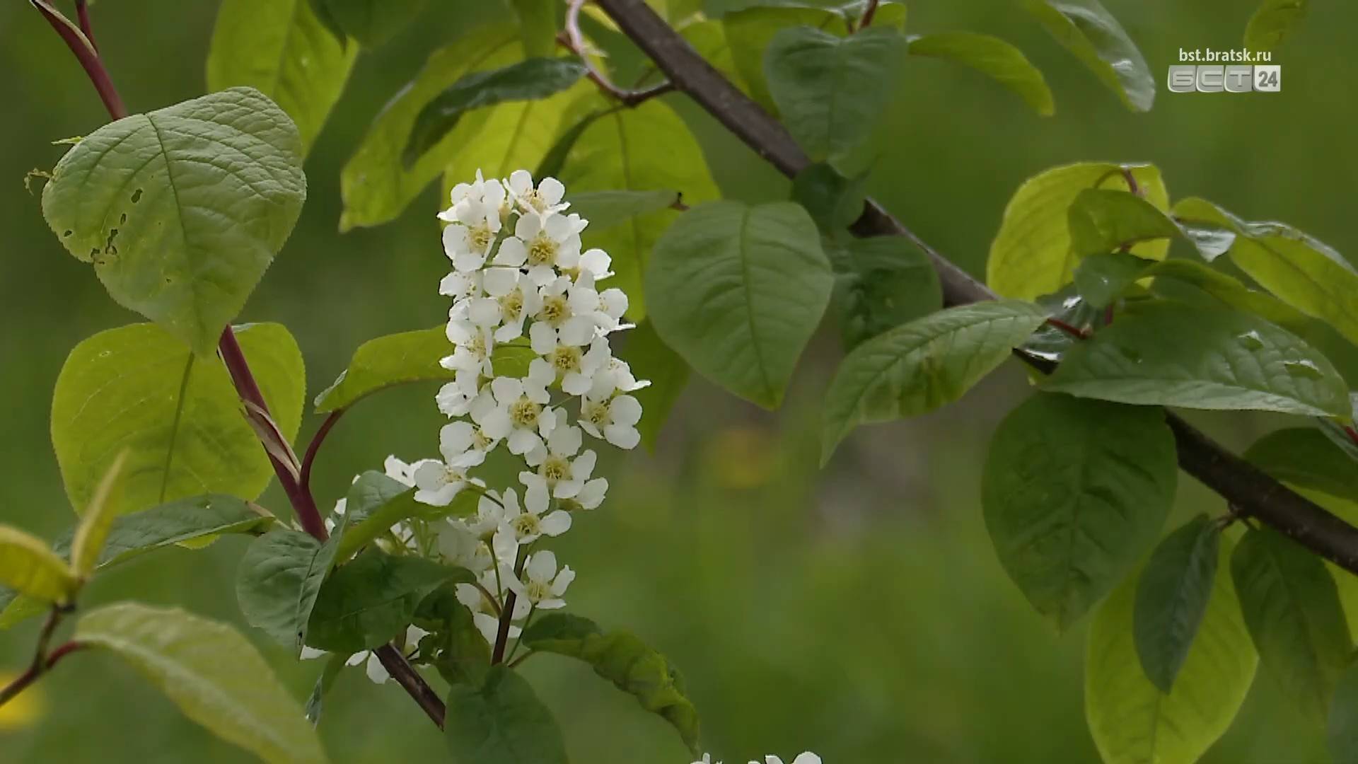 Когда потеплеет в Братске, рассказали метеорологи смотреть онлайн