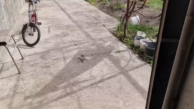 31. Африканская жена второй год с лесным русским. Огоро?