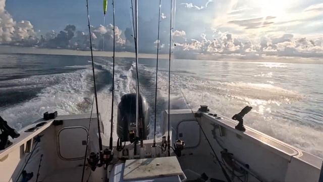 Giant Spadefish! гигантская лопата! смотреть онлайн