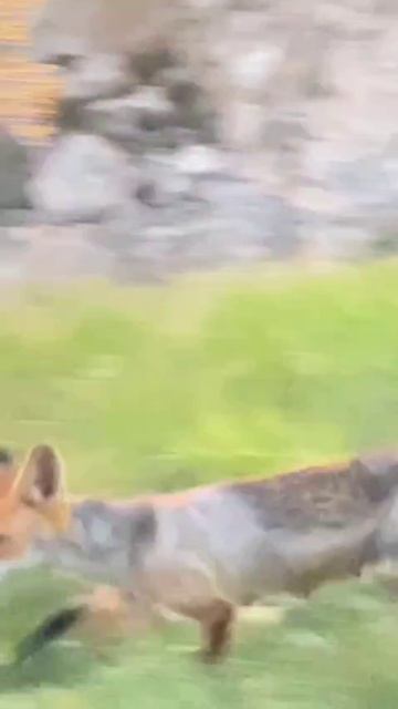 Лисенок. смотреть онлайн