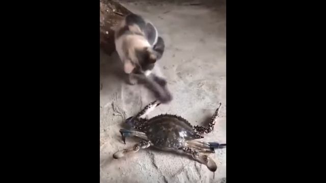кошки vs крабов/крабы победили!) смотреть онлайн
