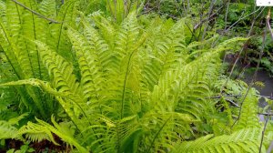 Папоротник "СТРАУСНИК", как отличить от других видов папоротника