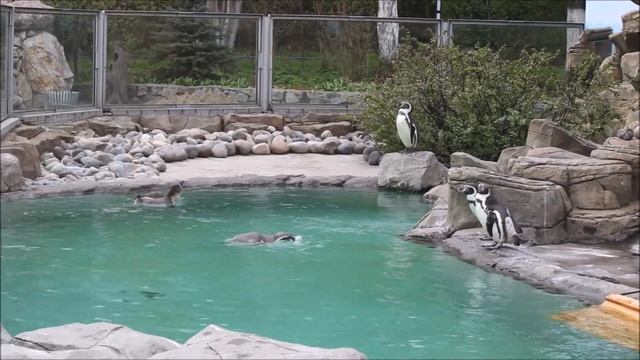 Пингвины вышли на улицу поплавать и прогуляться 07.05.2025