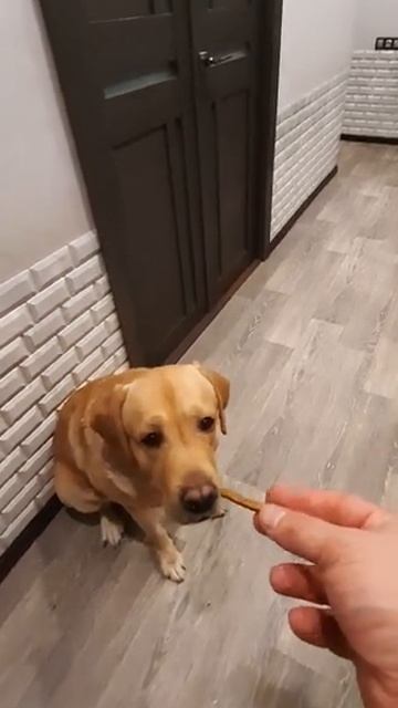 Чем кормить лабрадора. Собака лабрадор Тафгай ест сухарики, ловит их по команде