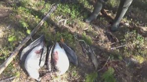 Охота на уток. Весна 2025 год.