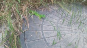 Ящерица зелёная