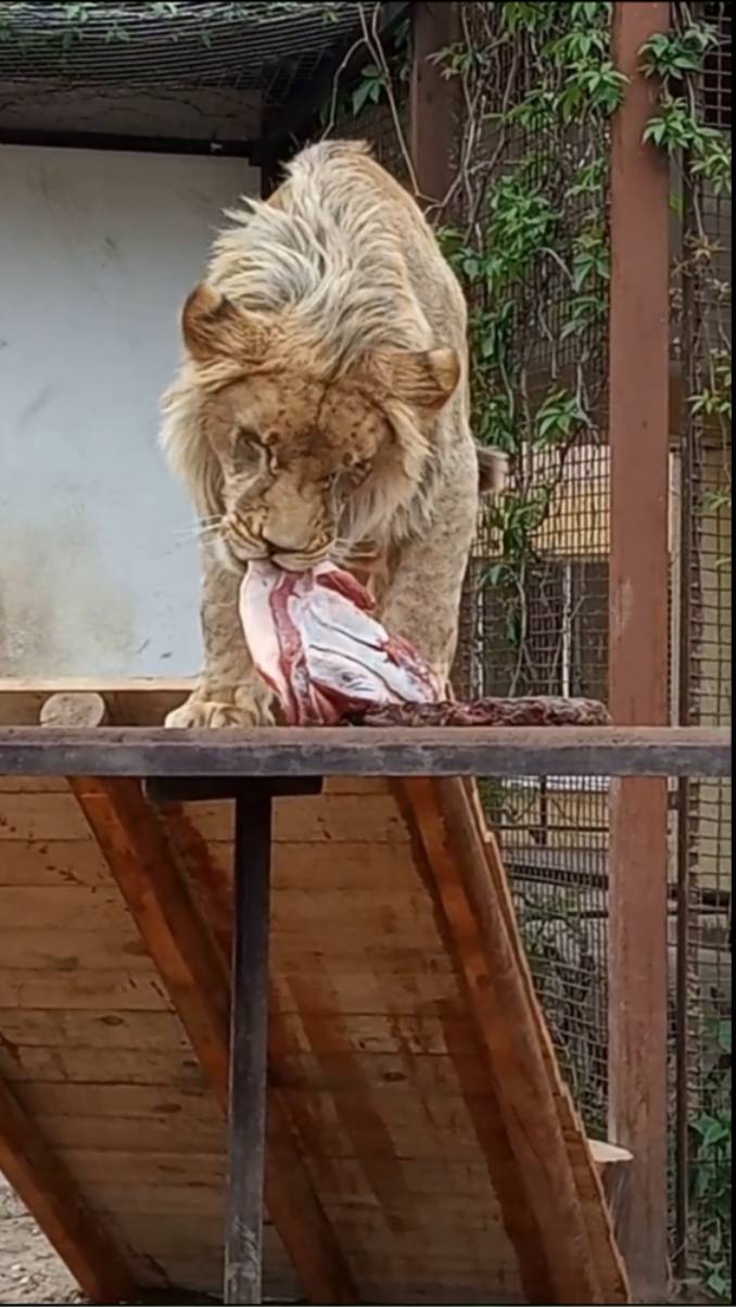 ШЕРХАН - хвастунишка. #шерхан_тайган #шерхан #лев #lion #зоопарк #zoo #юмор #shortvideo смотреть онлайн