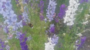 Шмели
Насекомые