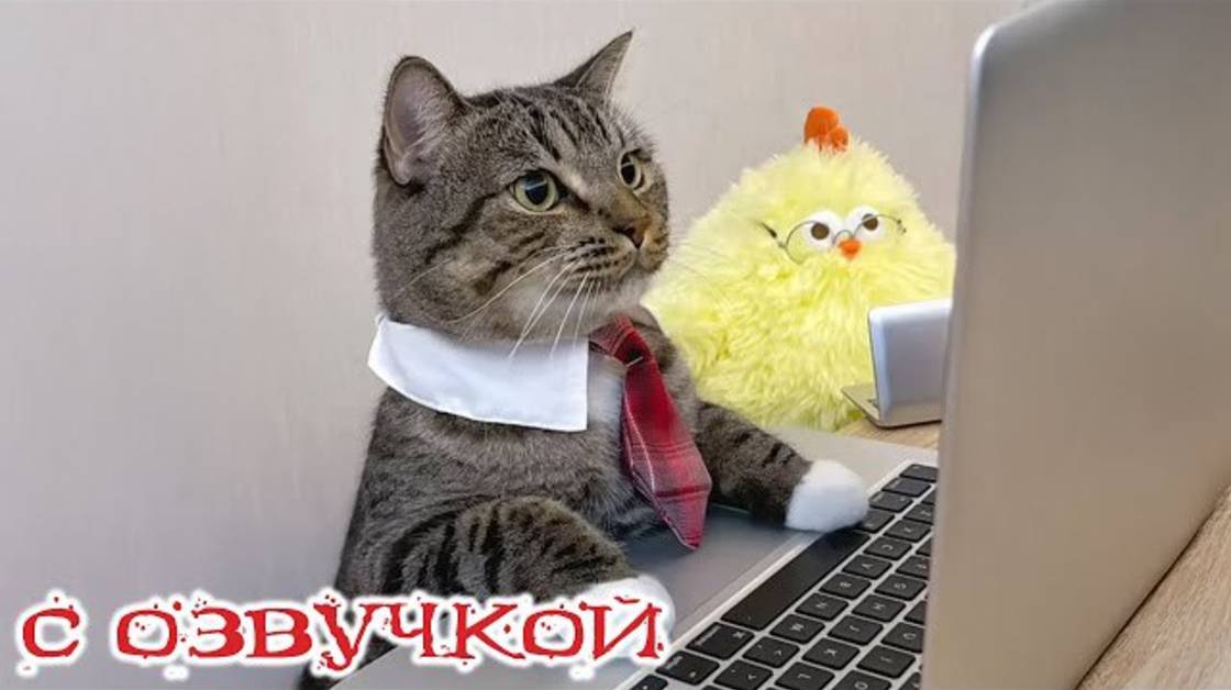 Приколы с котами! - С ОЗВУЧКОЙ! Смешные коты и кошки! Смешные видео о животных! Тест на психику!