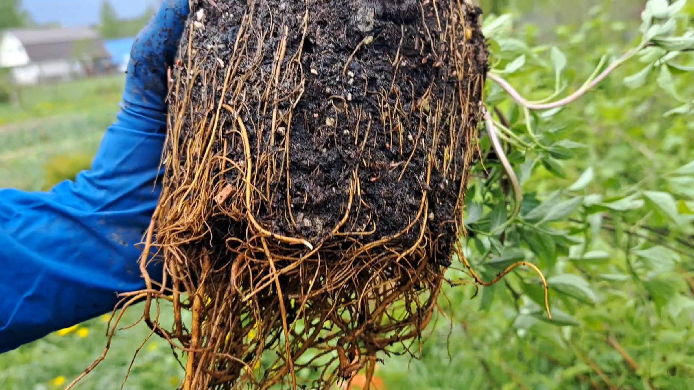 Высаживаю клематисы с ЗКС в грунт