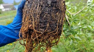 Высаживаю клематисы с ЗКС в грунт